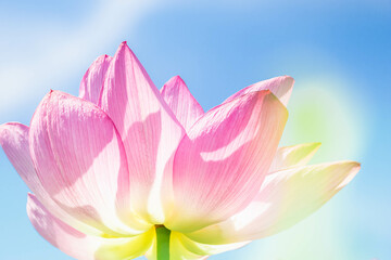 Fototapeta premium 蓮の花