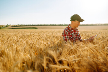 Naklejka na ściany i meble Farmer checking wheat field progress, holding tablet and using Internet. Smart farming concept.