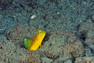 A picture of a yellow shrimp goby