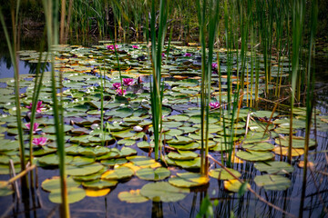 Flowering pond. Selective focus on water lilies. Defocused, blurred background.