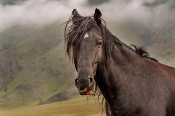Beautiful portrait of a brown horse with multi-colored lips and shaggy hair.  In the background...