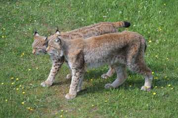 Eurasian lynxes couple walking together. 