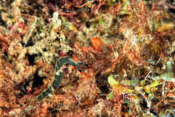 The beautiful colors of nudibranches