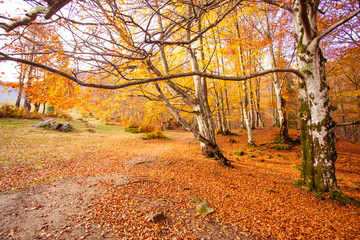 Warm autumn scenery in the fall forest
