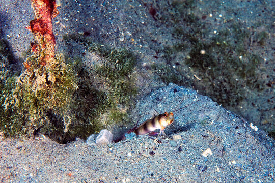 A picture of a broad banded shrimp goby