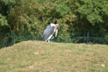 Marabu