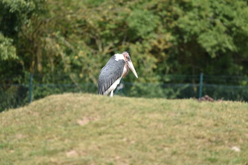 Marabu