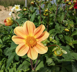 Decorative zinnia flower grows in the garden
