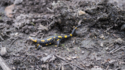 yellow and black salamander in the mud