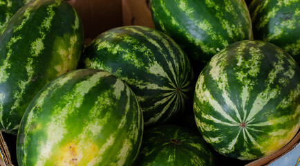 Watermelon. Sale of fruits. Trade. Citrúllus lanátus. An annual herb.