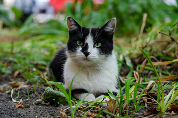 Naklejka na ściany i meble Street cat. The yard stray cat is walking. Spotted cat. Thoroughbred pet.