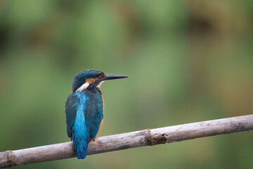 Kingfisher (Alcedo atthis) perched on a pole looking to the right with a nice green background with Bokeh effect, copy text. Malaga, Spain.