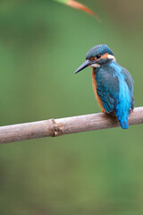 Vertical image of a Kingfisher (Alcedo atthis)  perched on a pole looking back with a nice green background with Bokeh effect. Malaga, Spain. Copy text.