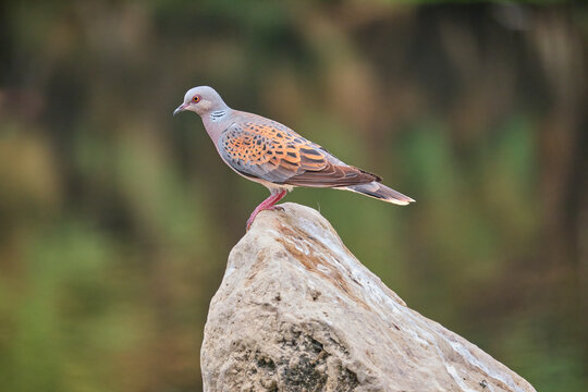 European turtle dove - Streptopelia turtur- perched on a stone with a beautiful greenish and brownish background out of focus. M&aacute;laga, Spain.