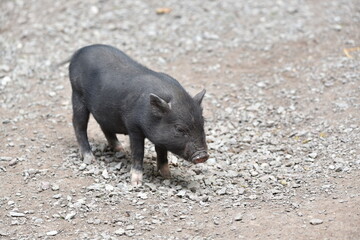 Hängebauchschweine groß und klein