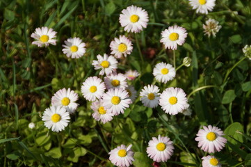 field of daisies