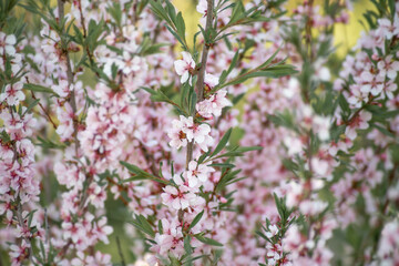 twigs of pink cherry flowers close-up