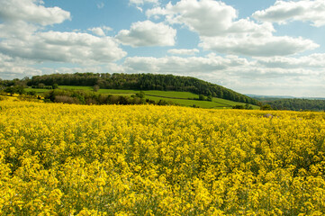 Canola fields