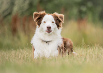 australian shepherd dog