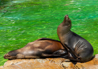 Close up portrait of a sea lion.