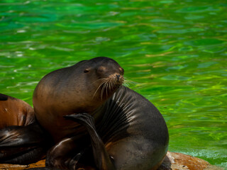 Close up portrait of a sea lion.