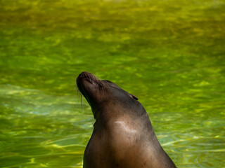 Fototapeta premium Close up portrait of a sea lion.