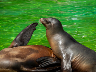 Fototapeta premium Close up portrait of a sea lion.