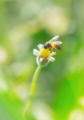 Bee on a flower collecting pollen