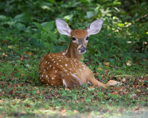 Fawn in shade