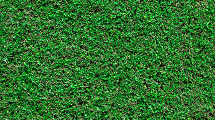 Green grass wall texture for backdrop design, natural green wall trimmed by gardener.