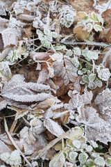 winter leaves covered with frost