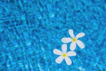 Selective focus to plumeria or frangipani white flowers with water drops floating on blurred from water fluctuations pool surface. Background with space for text.