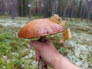 Man holding a beautiful edible mushrooms in his hands
