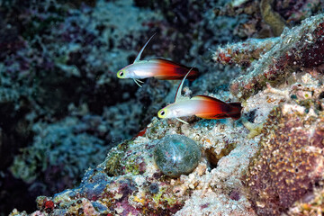 A beautiful red fire goby