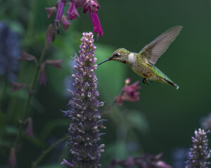 Closeup of a hummingbird in the garden