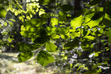 Green branches of trees in the shadows