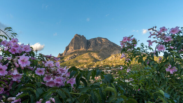 panoramic of the mountain puig campana between a blue sky and flowers in the foreground. Landscape located in Finestrat, located in the Valencian Community, Alicante, Spain