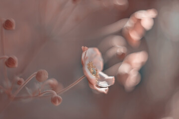 Piękny zawilec japoński. Kolorowe kwiaty anemonów kwitnących latem w ogrodzie. Rośliny ozdobne. Delikatne płatki zawilca. Rozmyte pastelowe tło.  - obrazy, fototapety, plakaty