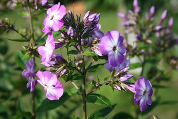 Hoher Stauden-Phlox - Rispige Flammenblume - Herbstflieder