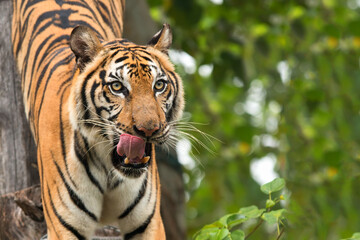 tiger face - 451050351