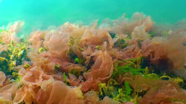 Red algae (Porphira leucosticta, Ceramium sp., Enteromorpha sp.) on rocks in the Black Sea