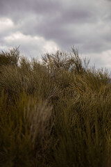 Fototapeta premium The wind ripples the grass
