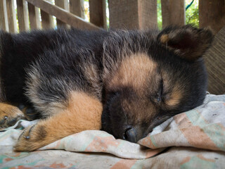 A cute puppy in black and beige sleeps on a dirty blanket on the porch in the countryside