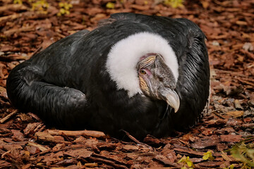 andenkondor, vultur gryphus, liegt auf dem boden