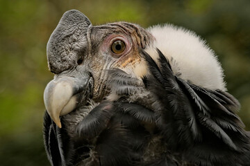 andenkondor, vultur gryphus, portrait, vogel blickt in die kamera