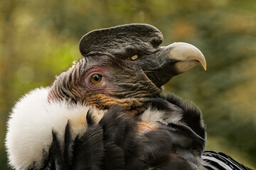 andenkondor, vultur gryphus, portrait Seitenansicht