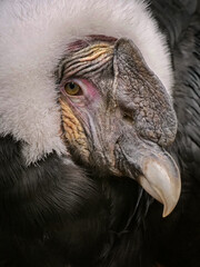 andenkondor, vultur gryphus, portrait