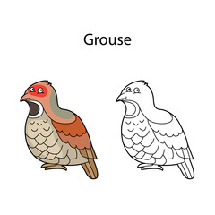 Funny cute bird grouse isolated on white background. Linear, contour, black and white and colored version. Illustration can be used for coloring book and pictures for children