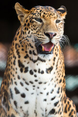 Fototapeta na wymiar leopard face