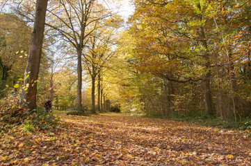 Autumn in the park